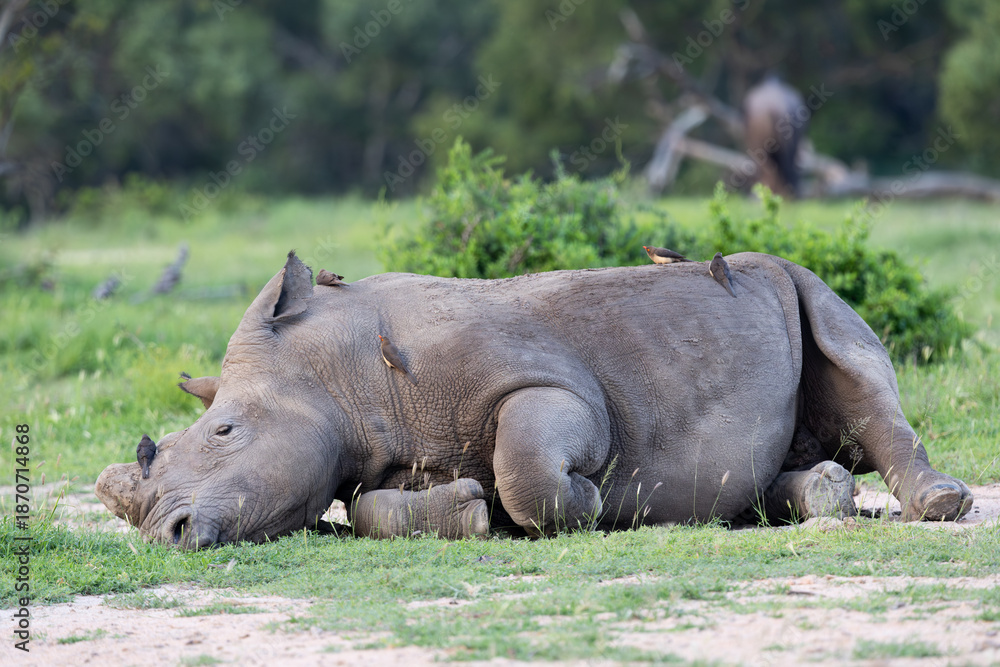 Obraz premium a white rhino having a snooze