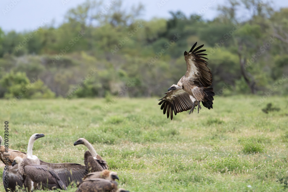 Fototapeta premium a white backed vulture landing