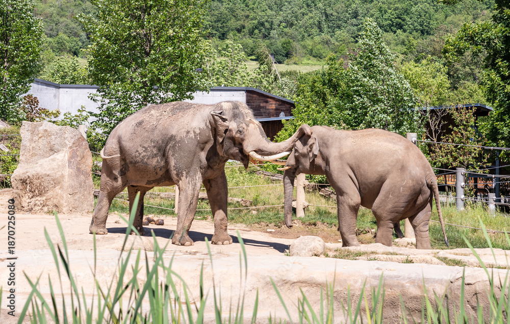 Fototapeta premium Indian and Asian elephants stand in their enclosure on territory of Prague Zoo in the Czech Republic