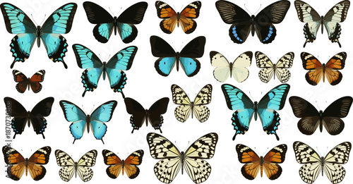 Butterfly species illustration set, colorful wing pattern vector, entomology and biodiversity art, nature-inspired insect design, educational and decorative graphics
