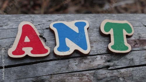 Ant crawling on wooden letters spelling ant. Ideal for illustrating insect life, nature studies, or scientific topics.