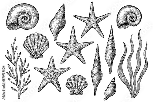 set of seashells,
Blue Sketch Sea Shells & Marine Life, Starfish, Coral & Seaweed Collection