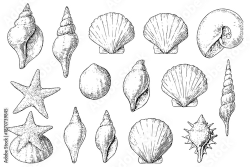 set of Shells,
Hand-Drawn Shells Illustration Set, Sea & Ocean Elements Collection