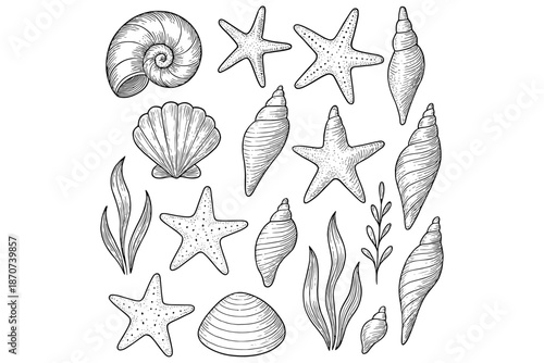 sea shells vector,
Marine Sketch Clipart Set, Sea Shells, Starfish & Coastal Illustrations