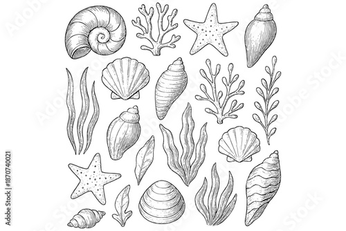 Set of sea Coastal,
Summer & Coastal Design Set, Sea Shells, Starfish, Coral & Seaweed