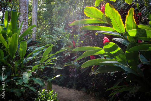 Принти на полотні Caribbean flowers of Queen Elizabeth botanical garden, Grand Cayman