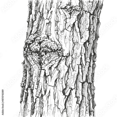 Detailed bark texture and trunk with burls for cherry tree health and pruning inspection visuals