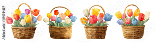 Watercolor spring bouquet of tulips in wicker baskets. Set of floral hand drawn illustrations. spring floral elements for spring, Easter designs. Vector illustration.