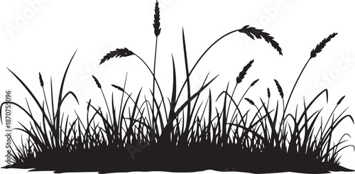 Black Silhouette of Grasses and Reeds on White Background