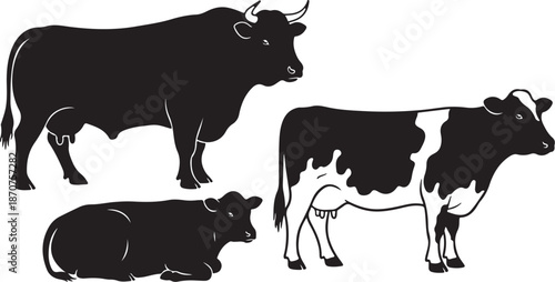 Black and white cows in simple illustration style