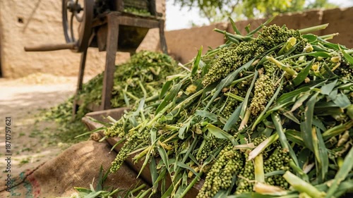Rural Farm Scene With Old Fashioned Fodder Cutter Machine Chopping Green Fodder In A Village Compound With Mud Walls And Sacks Of Harvest