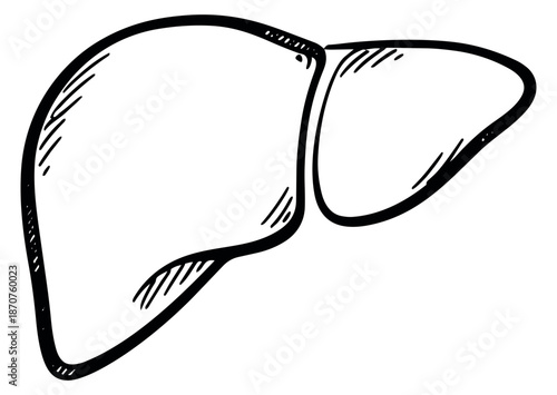 Hand drawn line art illustration of a human liver depicting an internal organ for medical and health education