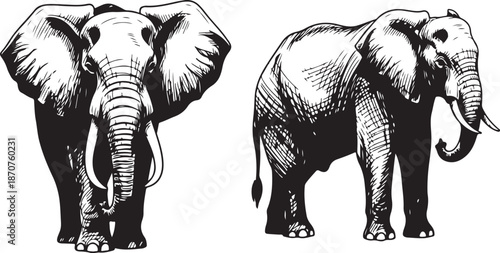 Black and White Illustration of Two Elephants Standing