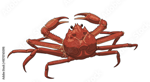Large red king crab or snow crab with its claws raised isolated on a white background as a representative of sea life and seafood.