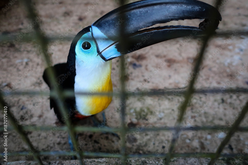 Fototapeta premium Cute toucan bird view, Trinidad