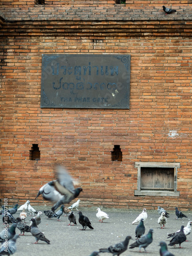 Large flock of pigeons in front of Tha Phae Gate historic wall in Chiang Mai