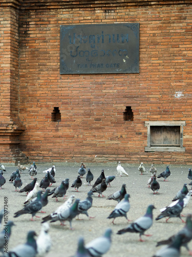 Large flock of pigeons in front of Tha Phae Gate historic wall in Chiang Mai