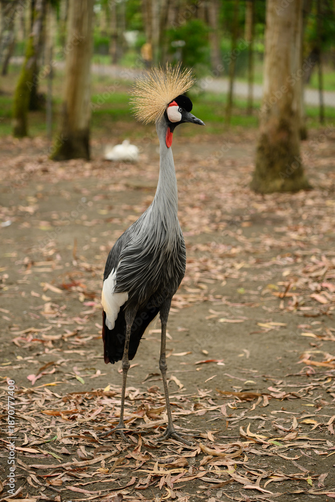 Fototapeta premium Graceful bird stands in wooded area. Graceful crowned crane with golden crest on its head surveys its habitat. Vulnerable bird species. Animal protection concept, Red Book