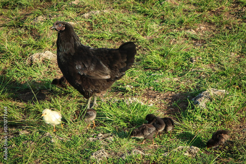 Hen and chicken close up view, Trinidad