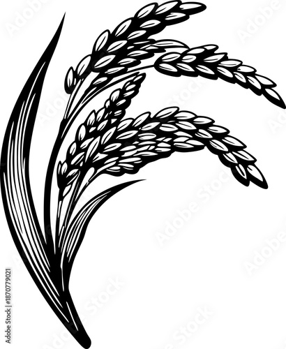 rice plant illustration with detailed grains and leaves on white background
