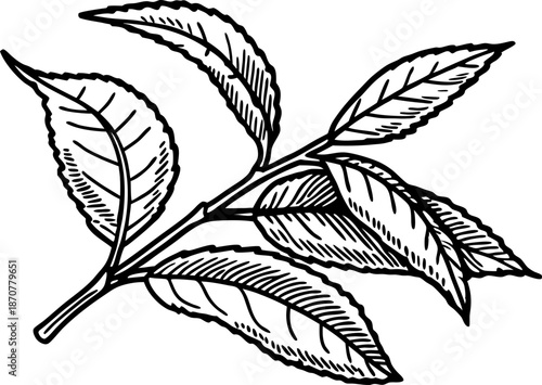 Detailed black and white drawing of tea leaves branch with textured veins and stems