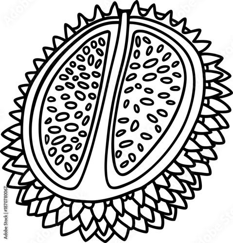 Durian fruit illustration with spiky rind and segmented interior showing seeds and flesh