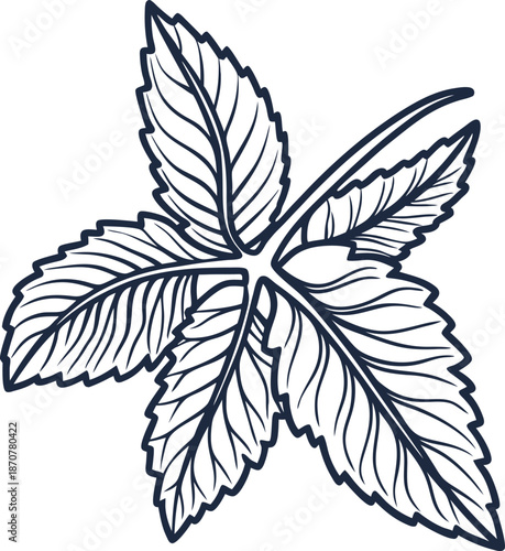 Detailed line drawing of a single mint leaf with textured veins and serrated edges