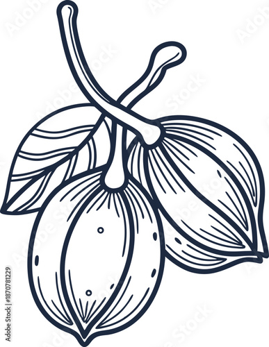 Illustration of two cocoa pods with leaves on branches hand drawn botanical