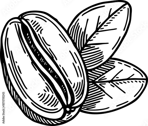 Hand drawn pistachio nuts with leaves sketch isolated on white background outline illustration
