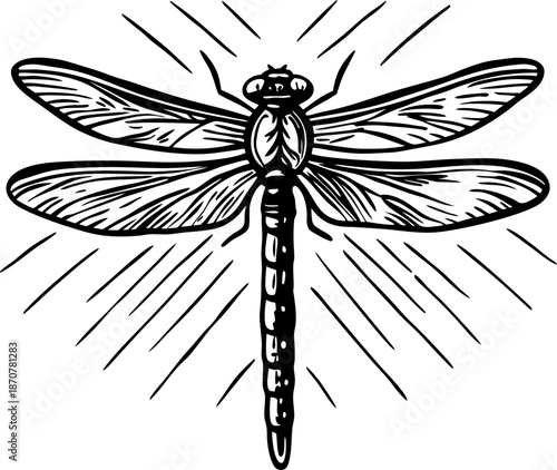 intricate dragonfly illustration with detailed wings and glowing radiant lines