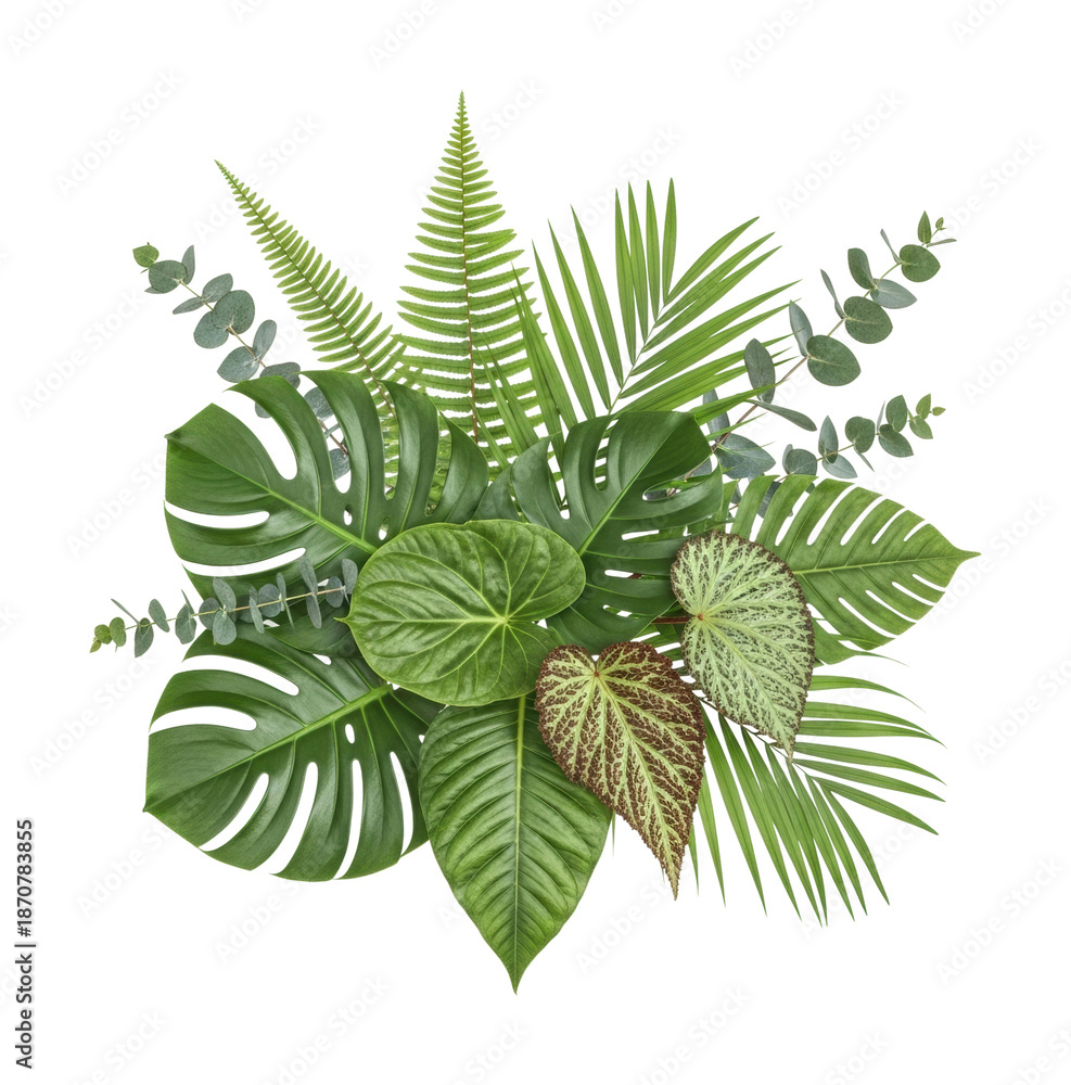 Fototapeta premium Lush green plants arrangement nature botanical top view isolated on transparent background