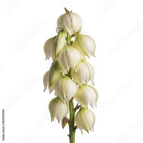 Delicate white flower bloom