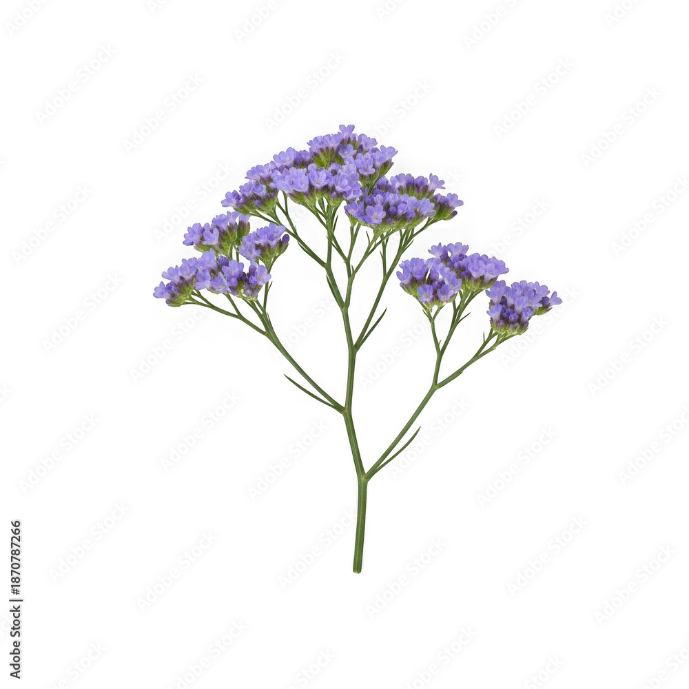 Fototapeta premium Delicate purple flower branch
