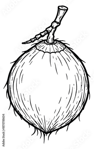 Hand drawn line art illustration of coconut depicting a fresh tropical ingredient for food and beverage