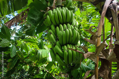 Banana tree view near Soufriere town, Saint Lucia