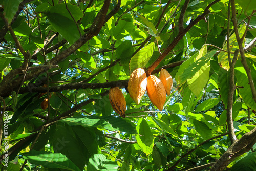 Cocoa tree view near Soufriere town, Saint Lucia