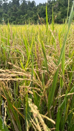 rice field in indonesia