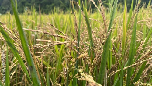 rice field in Indonesia
