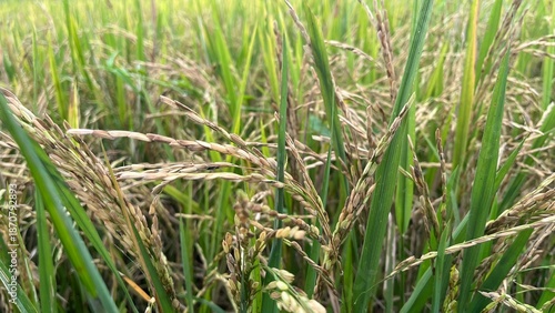 rice field in Indonesia