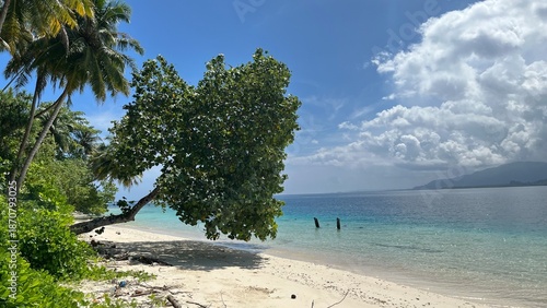 tropical beach with palm trees