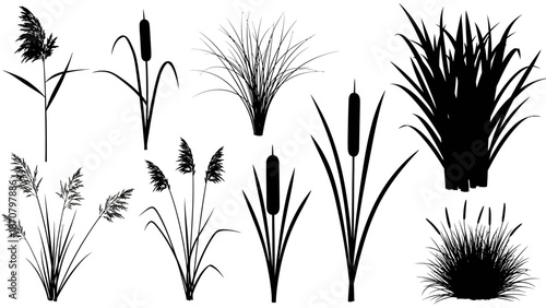 Various aquatic plants silhouetted against a white background, showcasing different species and growth patterns.