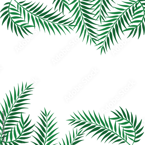 palm tree isolated on white background