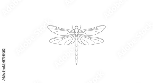 Minimalist Line Drawing of a Dragonfly Illustrating Insect Anatomy and Delicate Wing Structure for
