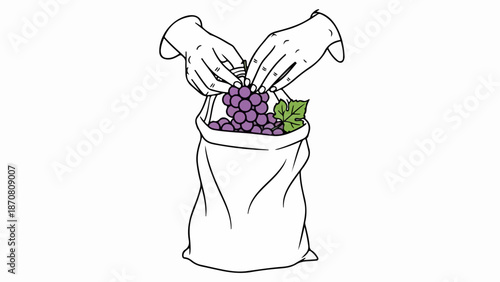 Illustration of grape harvesting with a white sack and gloved hands