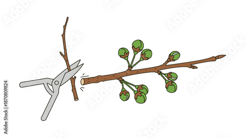 Colored illustration of pruning fruit branch on cherry tree for orchard maintenance visuals