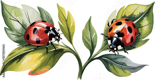 Ladybug on green leaves vector illustration, colorful red ladybird beetles on garden plant foliage