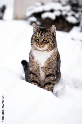cat in snow