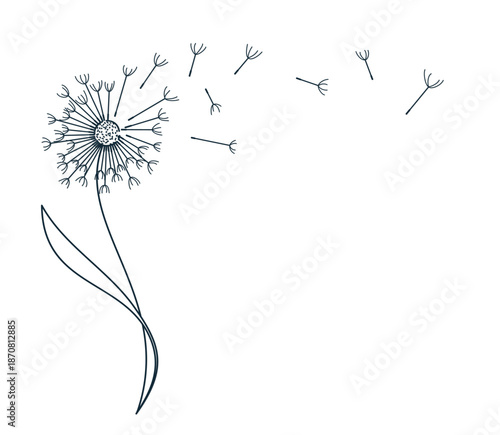 Sketch of stylized field dandelion with seed flight.