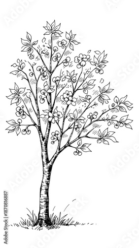 Hand-drawn cherry tree in bloom for cherry tree pruning and botanical education
