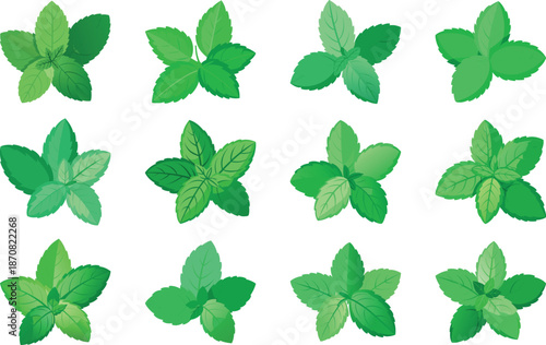 Botanical Plant and Flower Illustration Bundle Featuring Tropical Leaves, Succulents, Cactus, Ferns and Floral Elements, Nature Inspired Flat Vector Icons Isolated on White Background